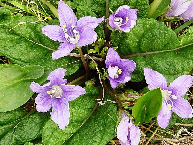 File:Mandragora autumnalis1432.JPG