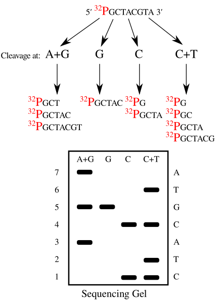 File:Maxam-Gilbert sequencing en.svg