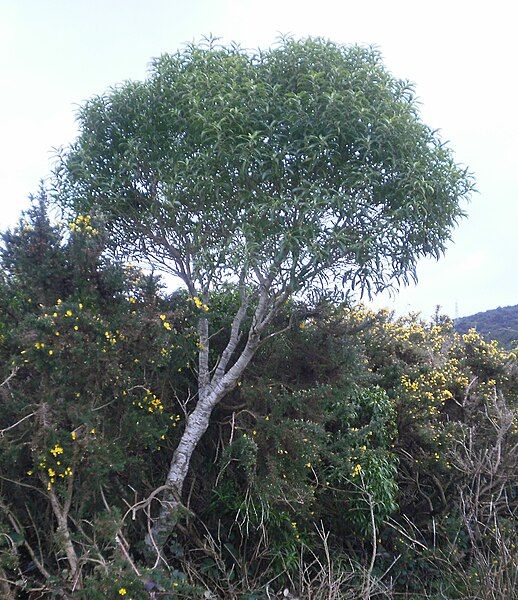 File:Melicytus lanceolata 12.JPG