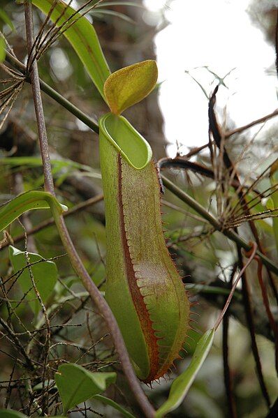 File:Murud N. tentaculata.jpg