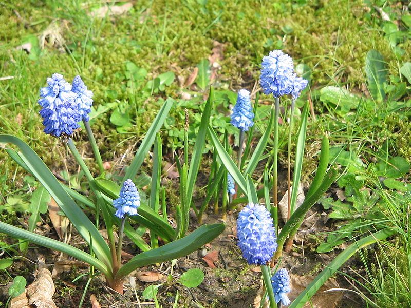 File:Muscari azureum clump3.jpg