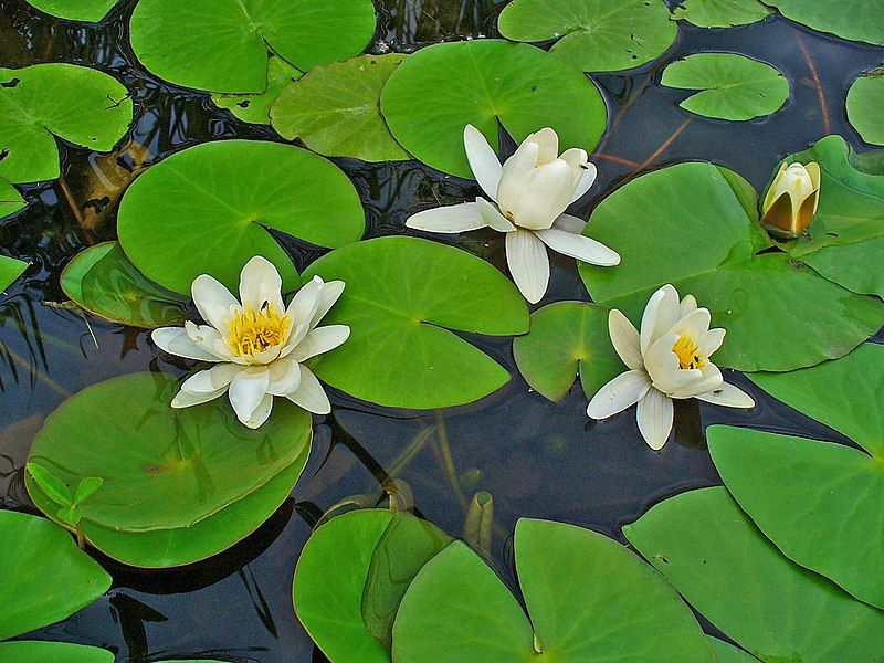 File:Nymphaea alba 0002.JPG