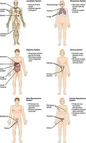 File:Organ Systems II.jpg