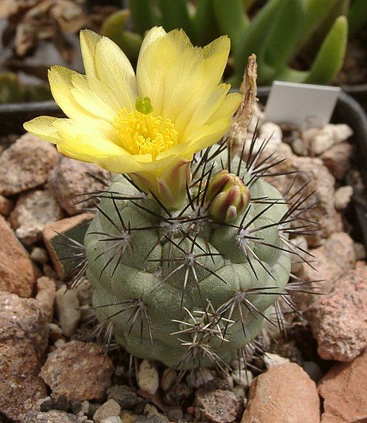 File:Ortegocactus macdougallii 01.jpg