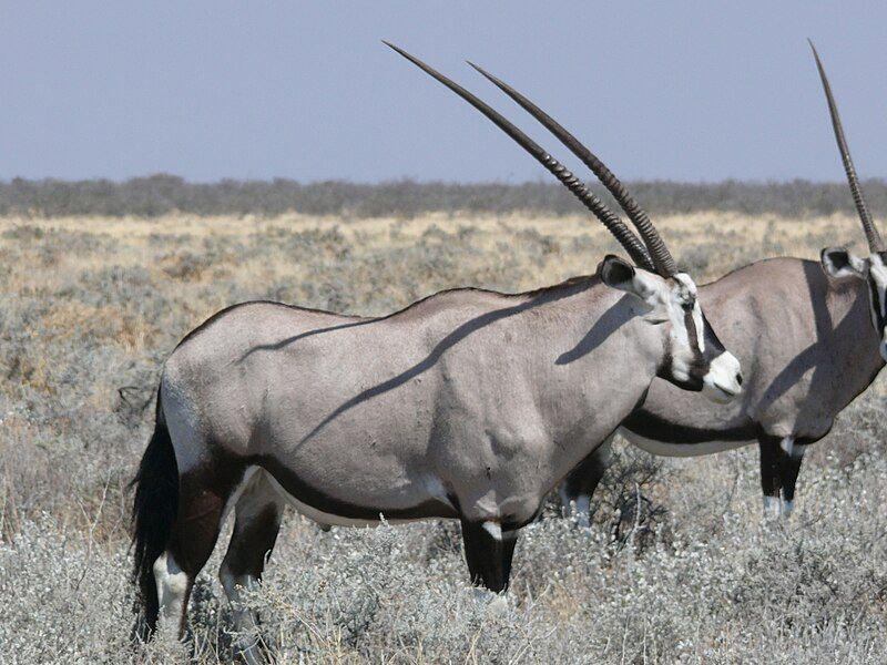 File:Oryx etosha MC.jpg