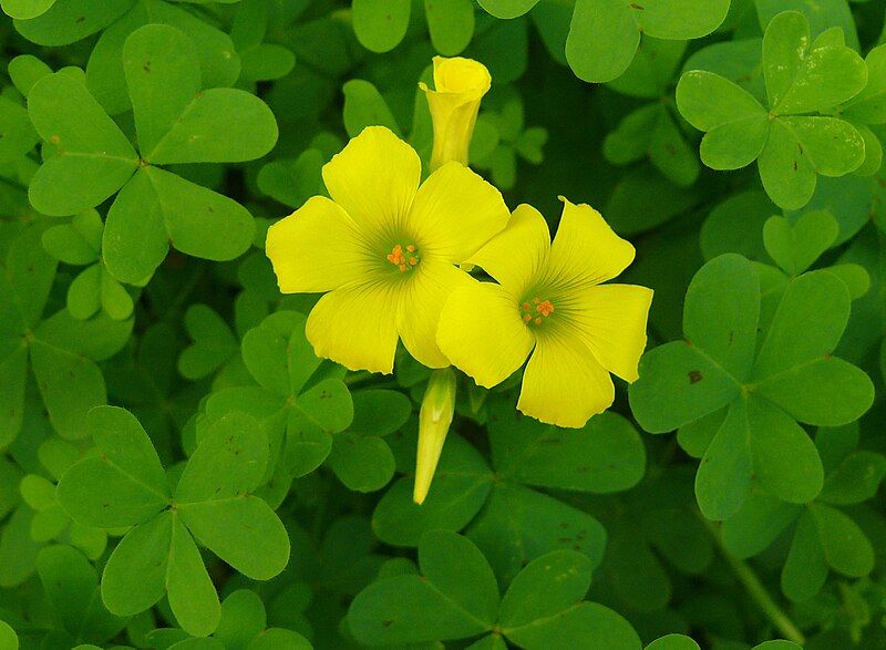 File:Oxalis-pes-caprae-IZE-26.jpg