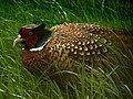 Pheasant