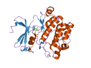 2bzk: CRYSTAL STRUCTURE OF THE HUMAN PIM1 IN COMPLEX WITH AMPPNP AND PIMTIDE