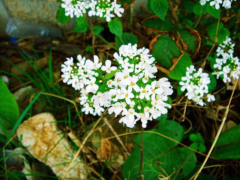 File:Pachyphragma macrophyllum (0711665698).JPG