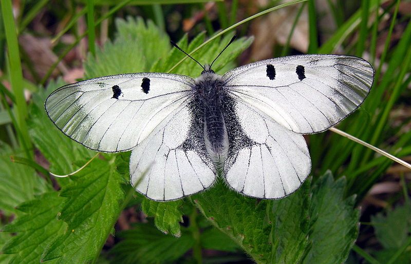 File:Parnassius mnemosyne3.JPG