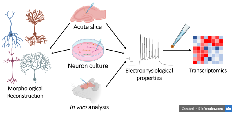 File:Patch-Seq Methodology.png