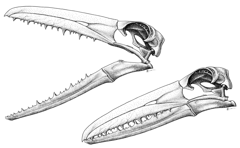 File:Pelagornis sandersi.png