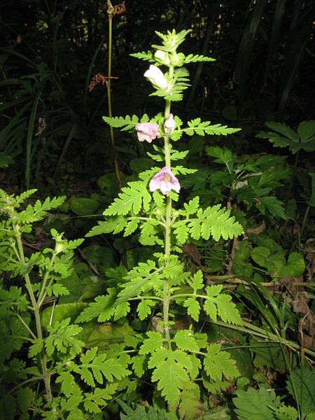 File:Phtheirospermum japonicum 3.JPG