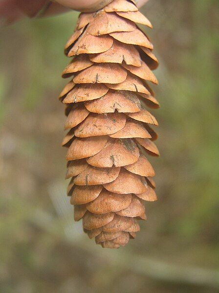 File:Picea glauca Brno3.JPG