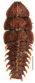 P. sp.