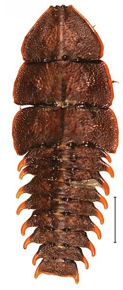 File:Platerodrilus larva 30555-38.jpg