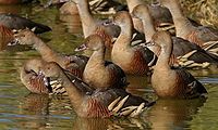 Plumed Whistling Ducks