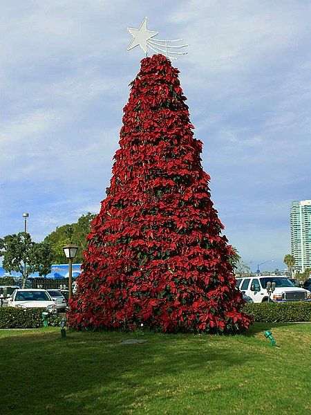 File:Poinsettia tree.jpg