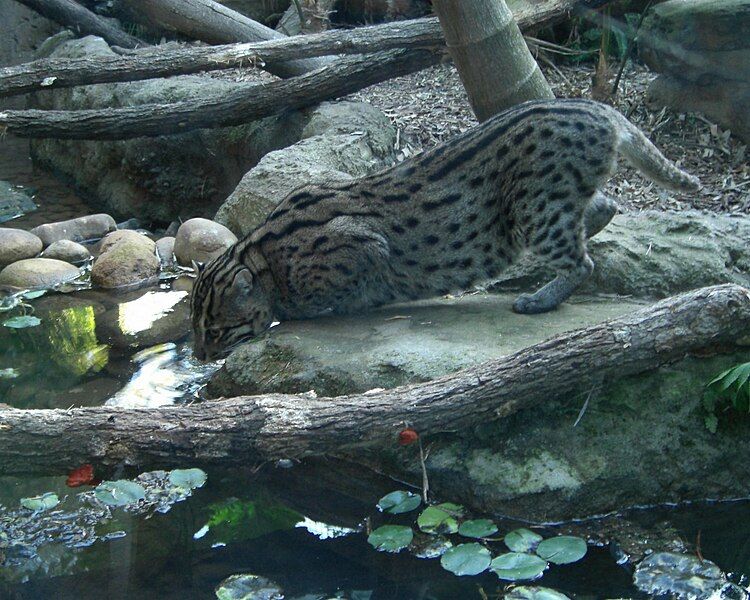 File:Prionailurus viverrinus drinking.jpg