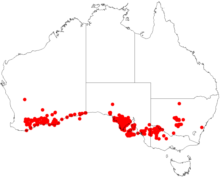 File:Prostanthera serpyllifoliaDistA87.png