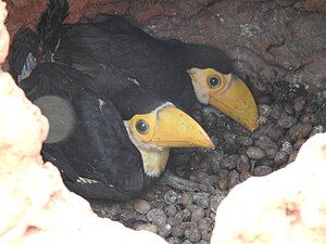 Young toco toucans with black body, white throat, and pale yellow beak sitting on a layer fruit seeds in their nest