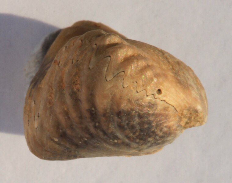 File:Rhynchonelloidella alemanica lateral.jpg