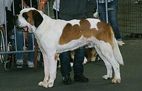 Shorthaired St. Bernard