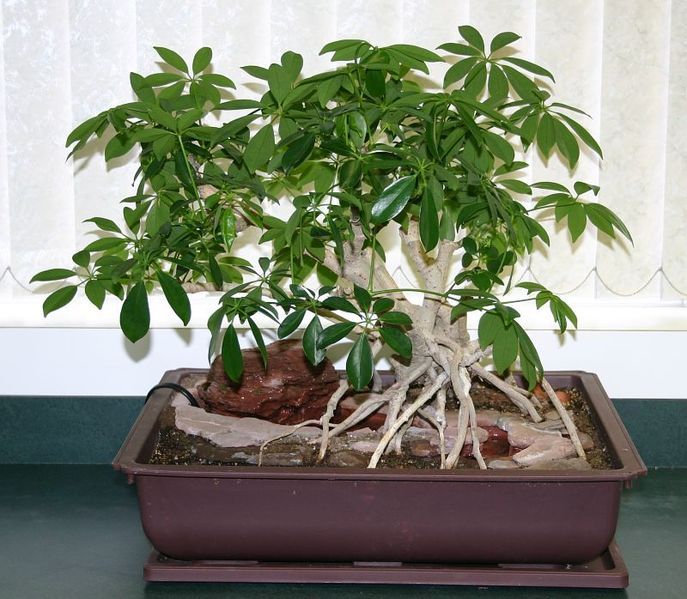 File:Schefflera bonsai 1.jpg