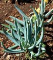 Senecio mandraliscae