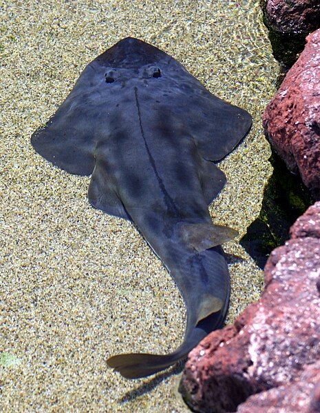 File:Shovelnose guitarfish.JPG