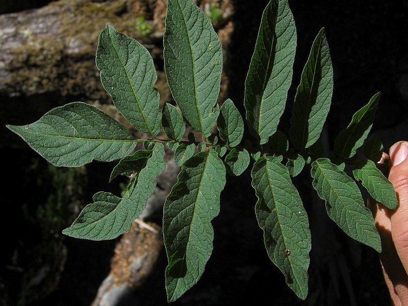 File:Solanum etuberosa (3440822384).jpg