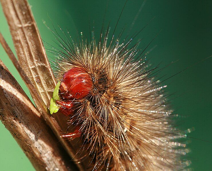 File:Spilosoma glatignyi caterpillar.jpg