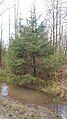 Spruce tree that was planted in the park for rehabilitation efforts.