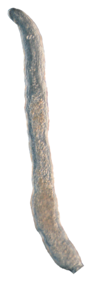 File:Sterreria variabilis.png