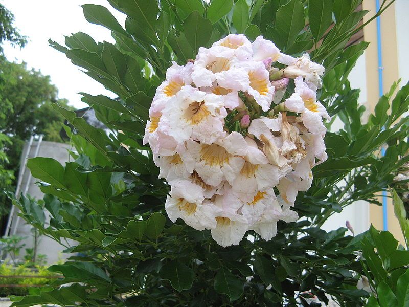 File:Tabebuia roseo-alba1.JPG