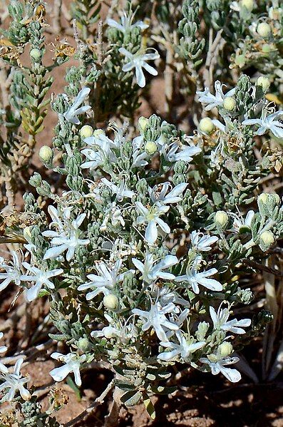 File:Teucrium albicaule.jpg