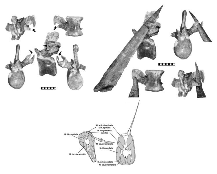 File:Thagomizer.tif