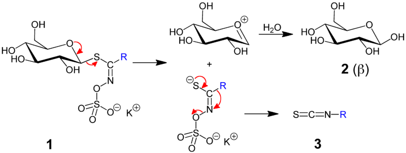 File:Thioglycoside––-Isothiocyanate V.1.png