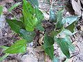 Cordate leaf type, Nilagala, Sri Lanka