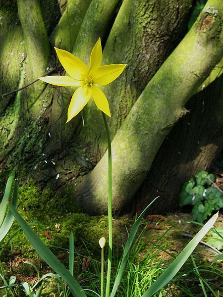 File:Tulipa sylvestris02.jpg