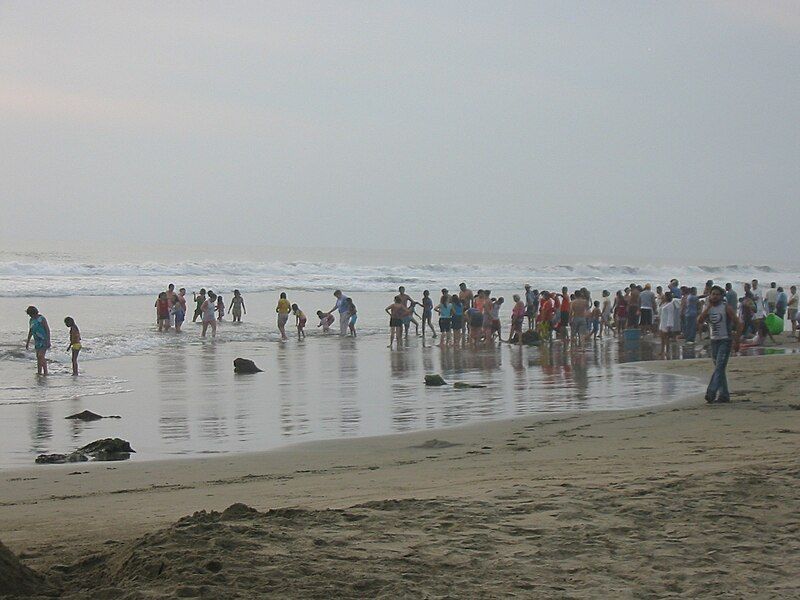 File:TurtleReleaseTroncones.JPG