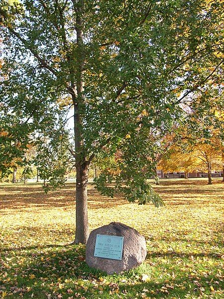 File:VanBurenElm Plainfield Indiana.JPG