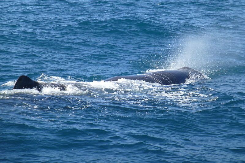 File:6(23) Sperm whale.JPG