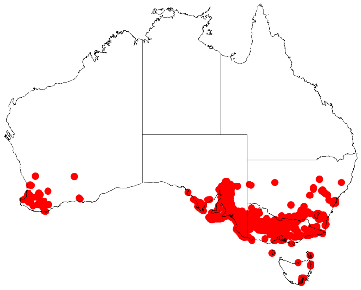 File:Acacia pycnanthaDistMap739.png