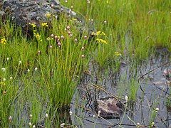 Allium douglasii (Q5669349)