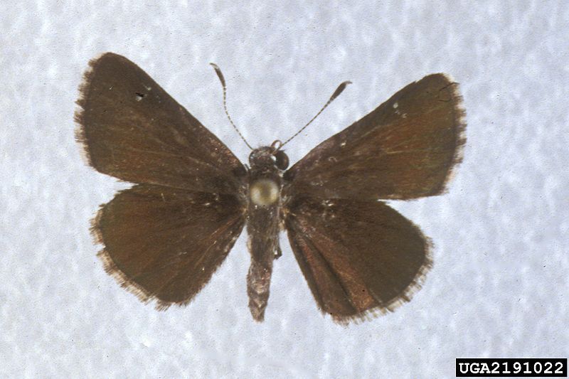 File:Amblyscirtes alternata 2191022.jpg