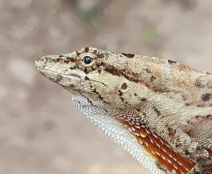 File:Anolis nebulosus 216081676.jpg