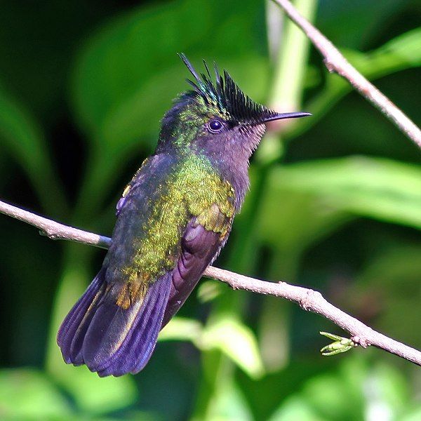 File:Antillean crested hummingbird.jpg