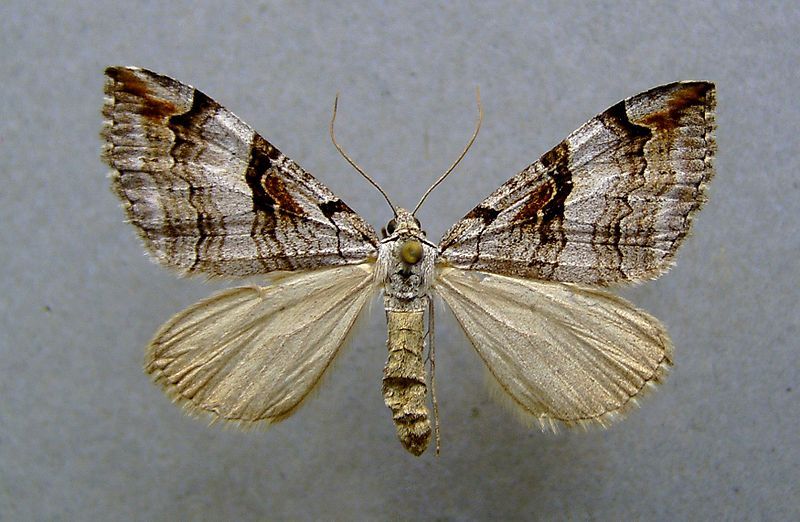 File:Aplocera praeformata.jpg