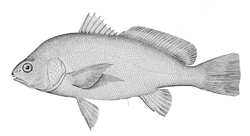 File:Aplodinotus grunniens.jpg